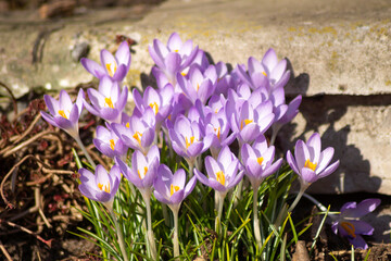 Purple crocus flowers at the border. Spring in the city