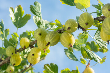 A branch with a bunch of ripe yellow-green gooseberries (Ribes uva-crispa) against the blue sky in an orchard. Farming harvest