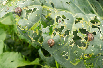 Arianta arbustorum eats a cabbage leaves in a garden bed. Farming season, plant pests
