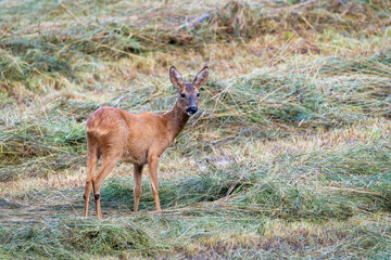 Deer in the wheat field. Deer in the woods. (Capreolus capreolus) 