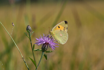 farfalla sopra un fiore prende il nettare