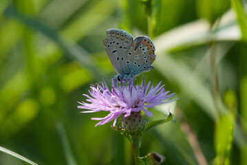 farfalla sopra un fiore prende il nettare