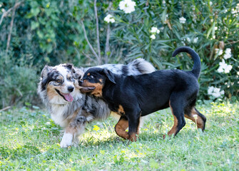 puppy rottweiler and australian shepherd