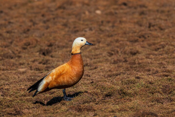 Ruddy Shelduck - Tadorna ferruginea, beautiful colored duck from Asian and African fresh waters, Bale mountains, Ethiopia.