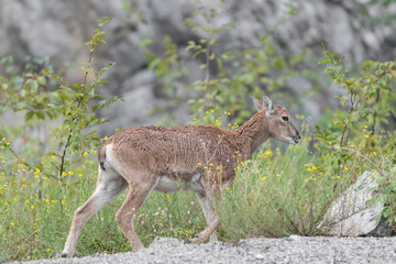 Fine art portrait of European mouflon female in summer season (Ovis aries musimon)