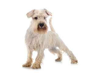 miniature schnauzer in studio