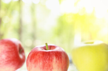 Fresh early summer apples. Red and green apples from the garden. Apples on bright sunny background. Red ripe summer apple.