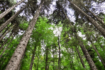 Fototapeta premium forest fooforest footpath camping area and laketpath camping area and lake