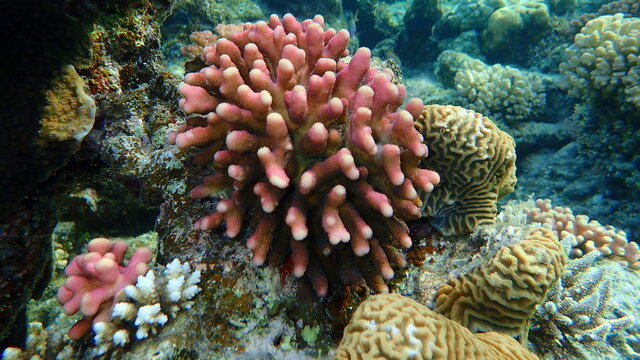 Stony coral Hood coral or Smooth cauliflower coral (Stylophora pistillata) and lesser valley coral (Platygyra lamellina) undersea, Red Sea, Egypt, Sharm El Sheikh, Nabq Bay