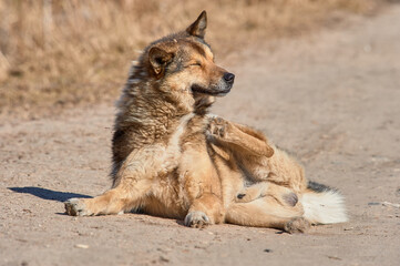 A fluffy dog lies on the road on a sunny day