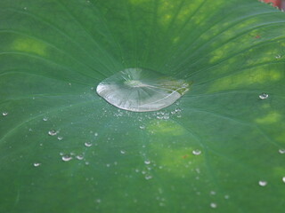 水滴を留めた蓮の葉