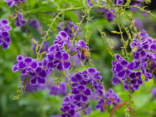 デュランタに肖る蜂