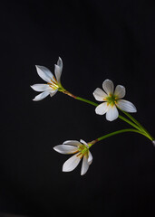 Fototapeta na wymiar Delicate white flowers of Zephyrantes, also called fairy, rain flower, marshmallow and rain lilies. Close-up. Isolated on a black background.