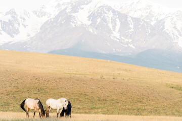 Fototapeta premium Three horses stand on the lawn in the mountains. Three wild horses against the backdrop of a mountain landscape