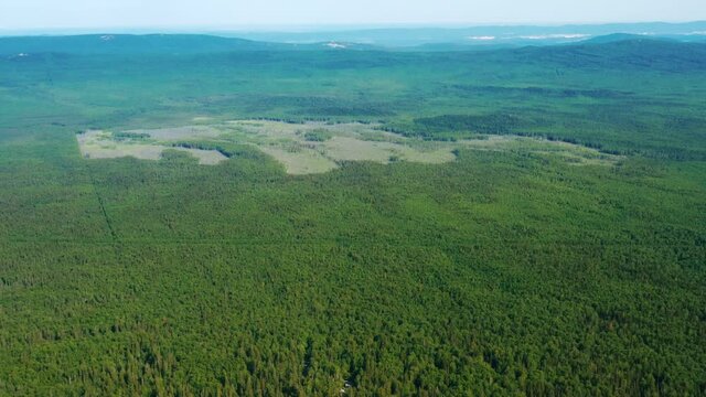 Aerial view of wooded area, bald patch of fallen trees in swamped or arid place. Forest panorama, landscape taken by drone. Deforestation, extraction of timber, restoration, protection of environment