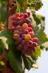 grapes in vineyard
