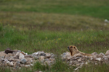 Wild marmot in its natural environment of mountains in summer sunny weather. The alpine marmot (Marmota marmota) is a large ground-dwelling squirrel, from the family of marmots.