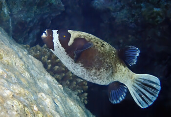 Masked puffer fish, scientific name is Arothron diadematus, it belongs to the family Tetraodontidae, it inhabits coral reefs  of the Red Sea, Middle East