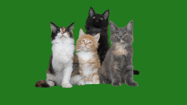 a lot of cats on a green screen