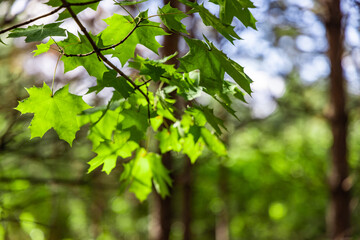 Close-up of maple leaves in a very forest in September, shone by the sun, blurred background.