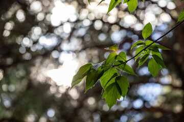 Birch leaves shot with backlight in the autumn forest.