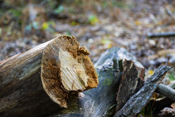 The cut of a log in the forest sawn off with a chain saw. - obrazy, fototapety, plakaty