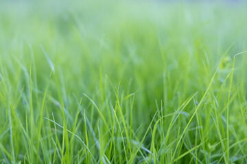 Green fresh uncut grass on the lawn illuminated by the sun. Blurred photo with strong bokeh.