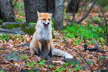 red fox vulpes