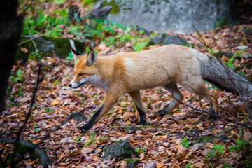red fox in the woods