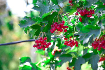 Close-up ripe guelder rose branch, bush photo
