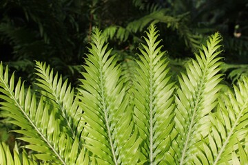 fern leaves in the forest