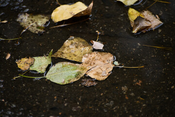 Autumn leaves in the puddle,fall