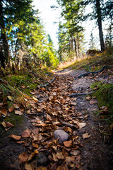 autumn in the forest