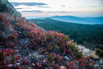 flowers in the mountains