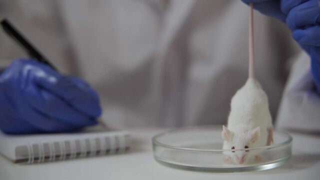 The laboratory assistant holds the mouse by the tail over the petri dish and conducts an examination, and then writes down the indicators in a notebook. Animal experiments, scientific test. Close-up