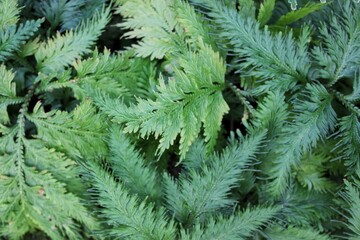 garden full of lush green ferns 