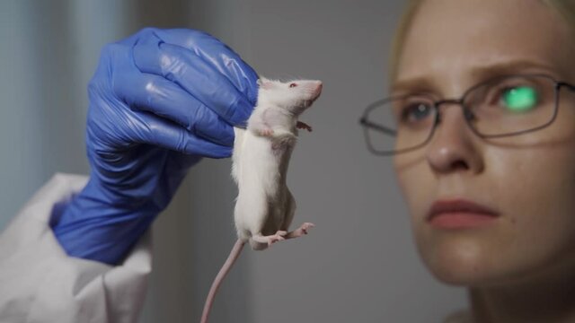 A serious female scientist holds a small white mouse by the scruff of his neck and examines for defects after a scientific experiment. Close-up, slow motion, HD.
