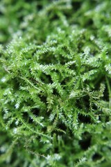 Tiny green fern leaves
