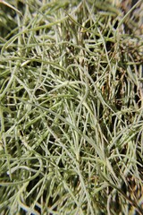 Full frame closeup of spanish moss hanging in the garden.