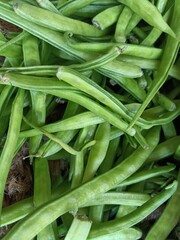 Beans with delicious and medicinal properties