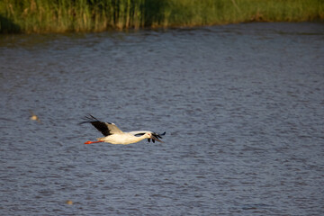 Oriental Stork flying over water