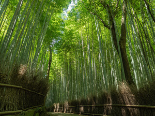 Fototapeta premium 京都の竹林