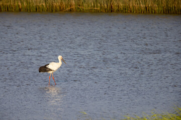 Oriental Stork seeking for food in wetland