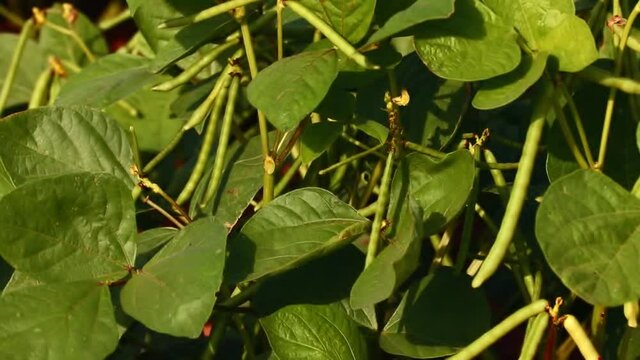 green moong lentil field close up view with flowers,mung bean agriculture background,harvest of green fresh beans