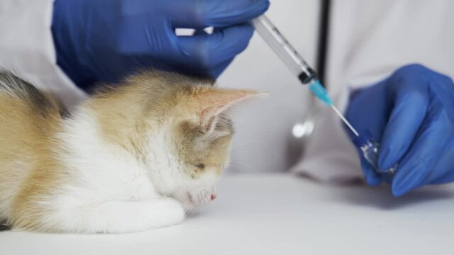 A sleepy kitten is given the first vaccination. Rabies vaccination. Pet care. Close-up, blurred background, 4K UHD.