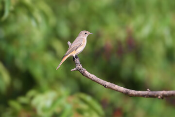 The common redstart female (Phoenicurus phoenicurus) portrait. The bird is shot on a branch against a blurred background. Close-up photo for identification