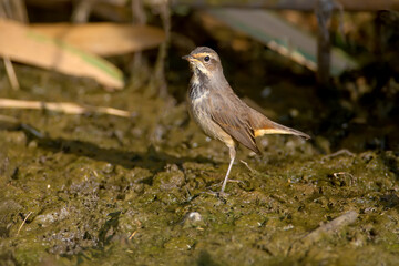 Various bluethroats (Luscinia svecica) in winter plumage are shot close-up on reeds, stones and on the bank of a pond against a beautiful blurred background
