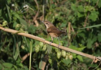 Various great reed warbler (Acrocephalus arundinaceus) in winter plumage photographed very close-up on reed branches and ground