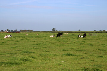 Green grass field, blue sky. Countryside summer landscape. Dutch countryside view. 