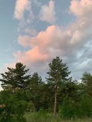 trees and sky